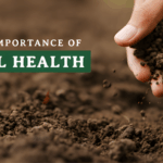 Healthy soil with rich organic matter supporting plant roots and sustainable crop growth in an organic farm field