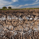 Soil salinity management – causes, prevention methods, and solutions for healthy crop growth.
