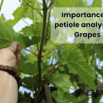 Petiole analysis in grapes after foundation pruning to improve nutrition and crop yield.